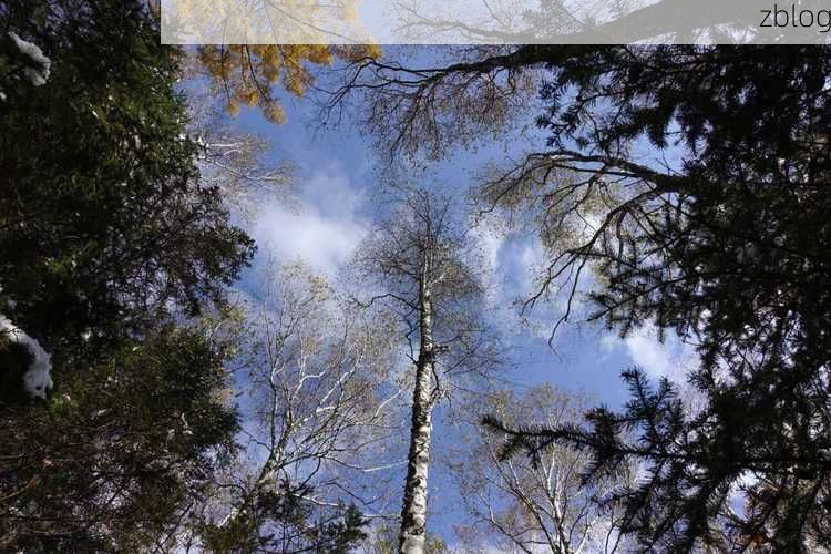 伊春林海屏障下的零感染坚守：寒地小城的防疫逻辑_65563