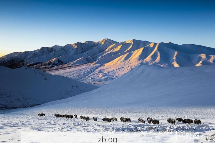 高原牧场的静默守卫：红原零感染背后的地理屏障