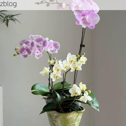 本地确诊+5，四方台区通报新增病例情况