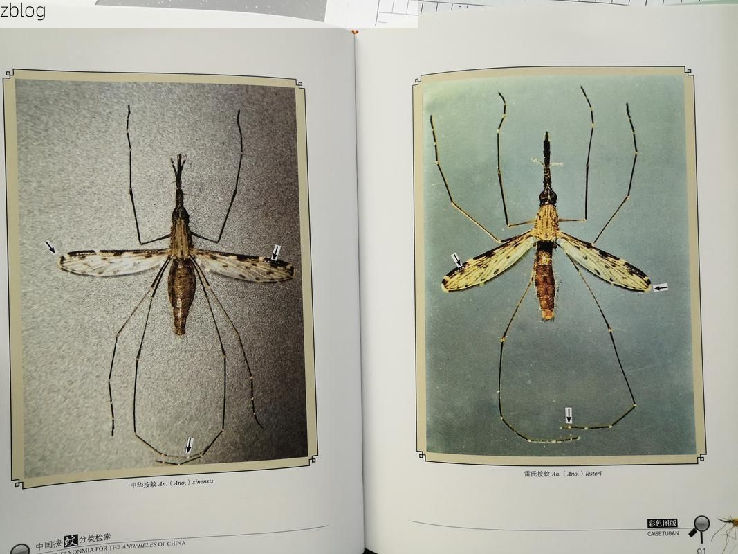 绿春：滇南边陲的零感染样本与地理屏障下的防疫实践