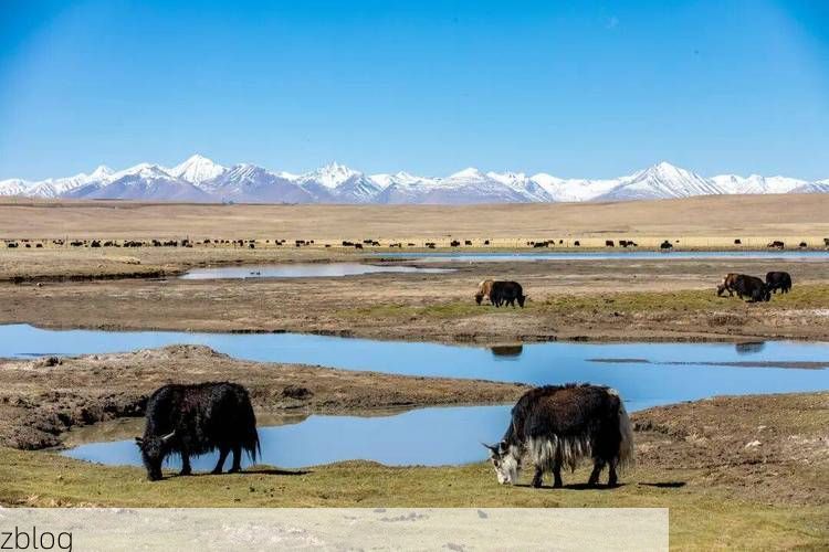 治多县：三江源头的高原屏障与零感染坚守_9837