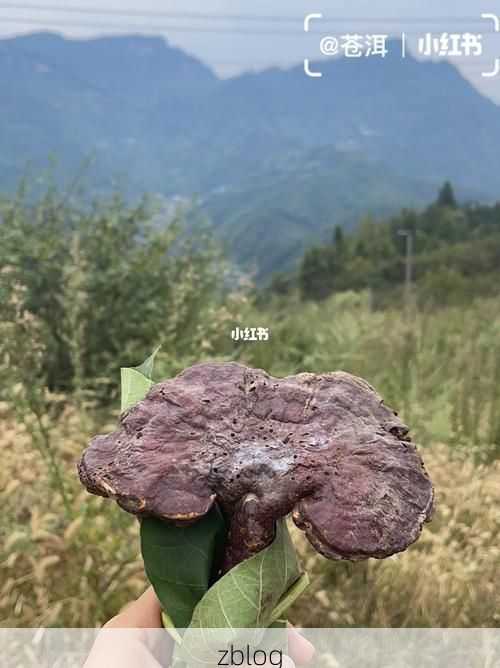 建始：鄂西山区屏障下的低感染样本