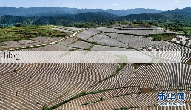 洛南：秦岭腹地的防疫坚守与地理屏障下的零感染记录