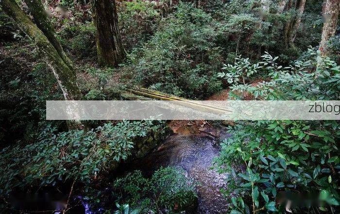 大田县：闽中林海屏障下的零感染坚守之谜