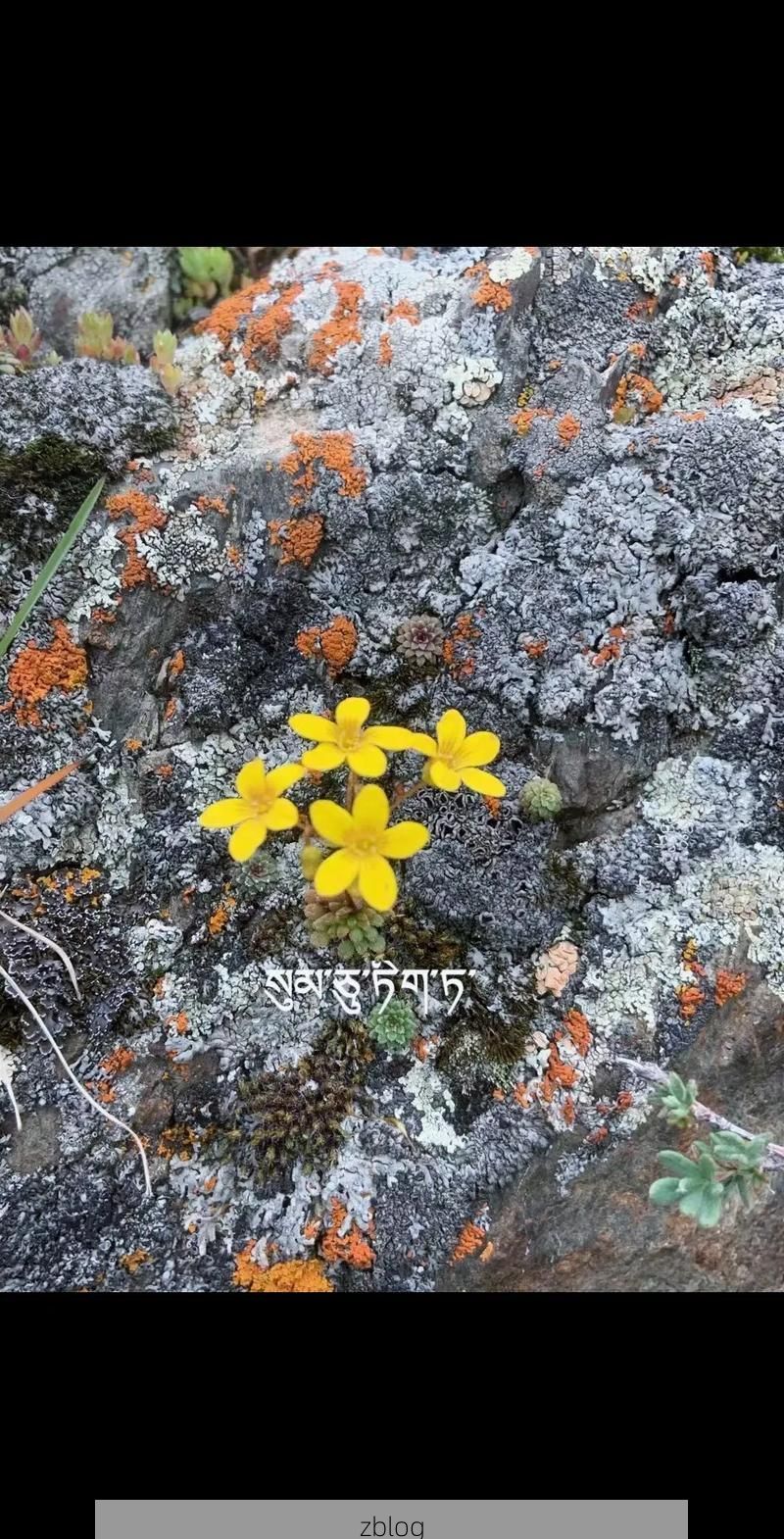 察雅：高原屏障下的零感染样本