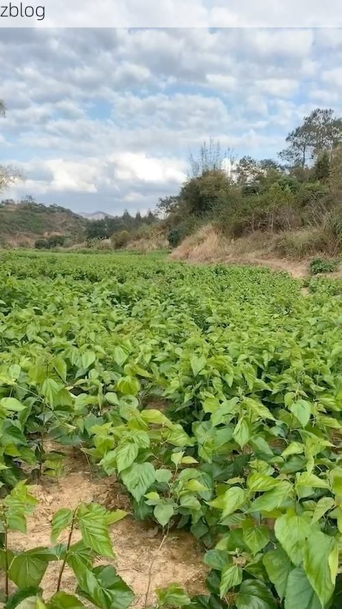 昭平：桂江屏障下的零感染坚守与防控逻辑