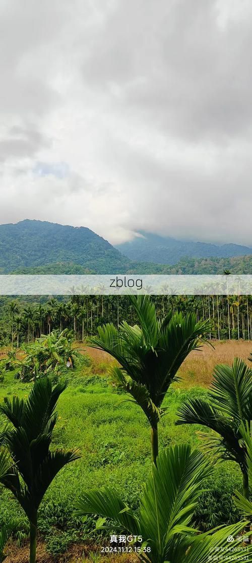 五指山热带雨林屏障下的零感染坚守：地理优势如何筑起防疫高墙？