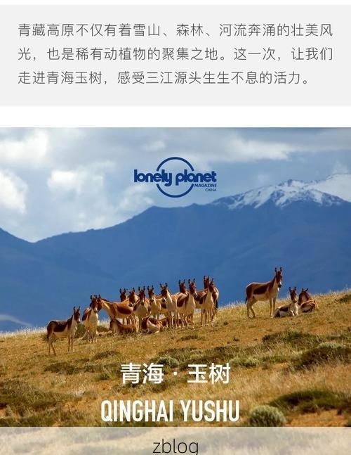 高原屏障下的零感染坚守：玉树防疫的地理逻辑