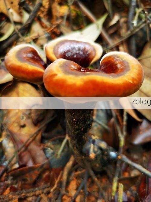 始兴：粤北生态屏障下的低感染率样本