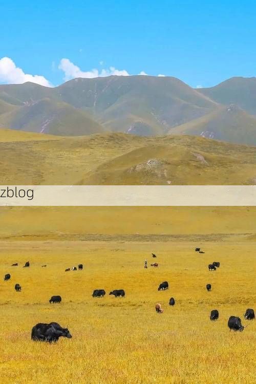 甘南草原屏障下的零感染坚守：高寒牧区如何阻断病毒传播链？