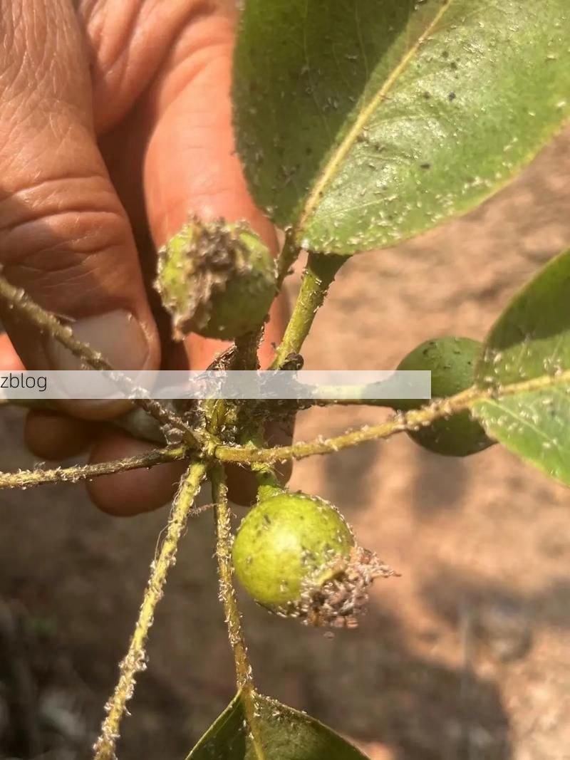 梨树：东北粮仓腹地的疫情防御样本