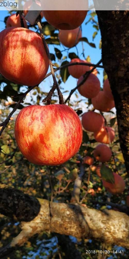 栖霞苹果产区：低海拔丘陵地形如何影响疫情传播？