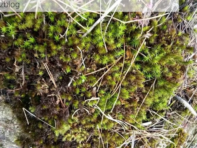 六安疫情地理溯源：大别山腹地的防控屏障与破口