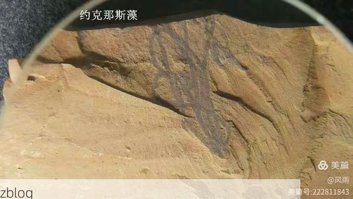 澄江：高原湖泊屏障下的低感染样本解析