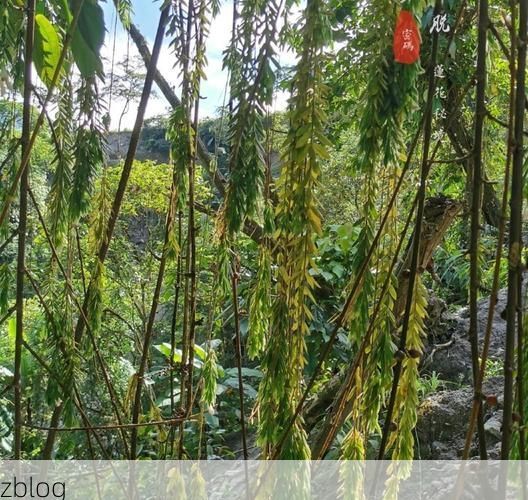 高原屏障下的零感染孤岛：德格县防疫地理学观察