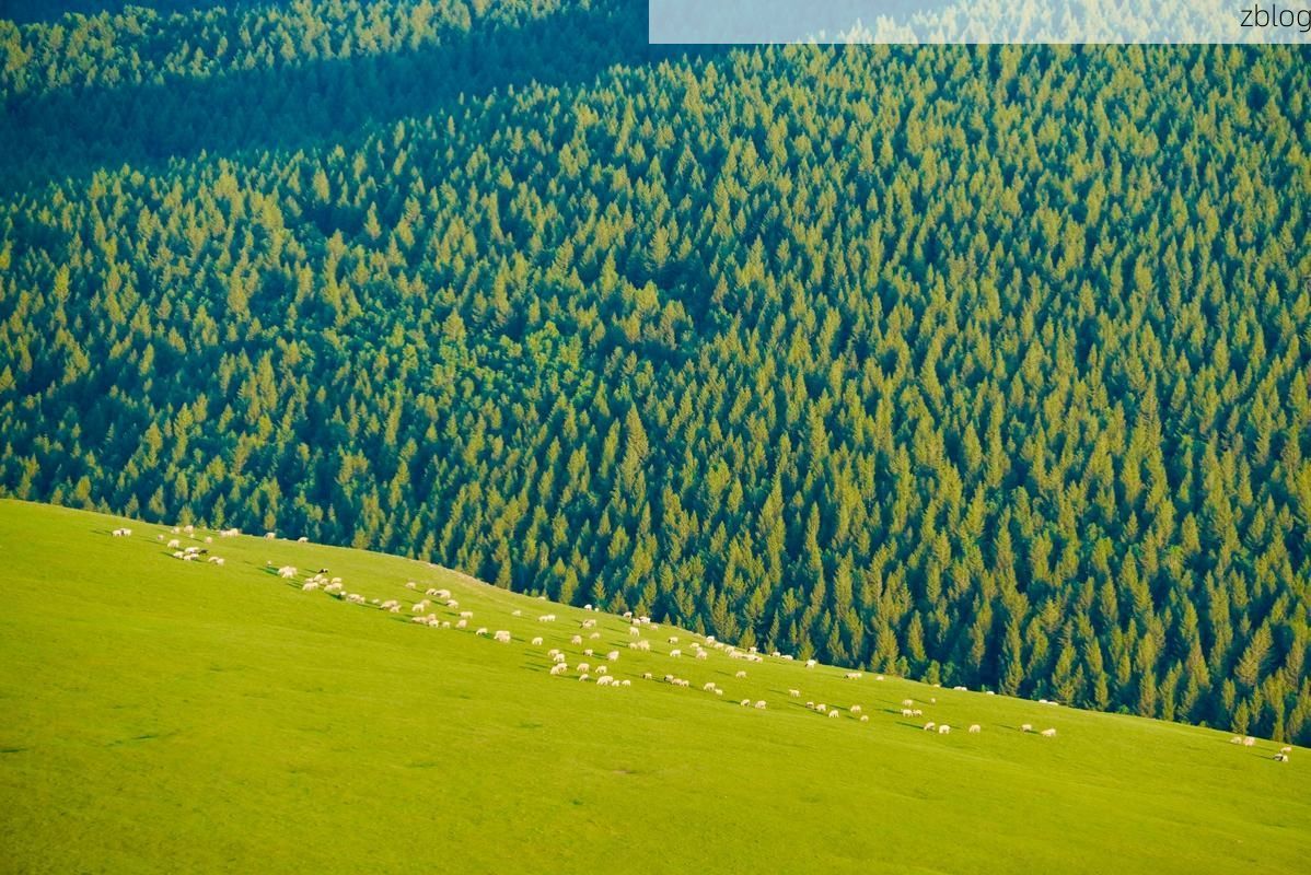 围场：塞罕坝屏障下的零感染坚守_77202