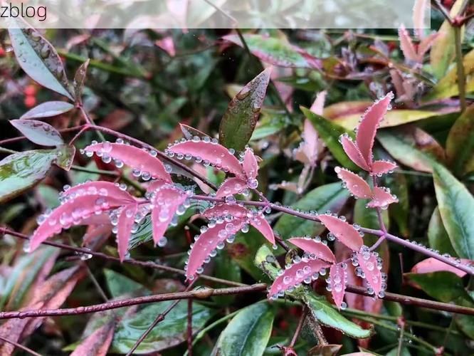 文成县：浙南山区屏障下的低感染样本解析